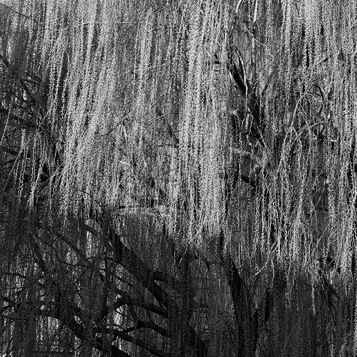 03-26-2016_willow_shadow