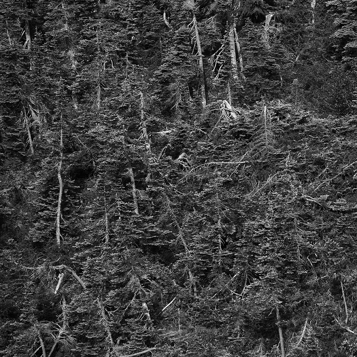 06_25_2017_avalanche_trees
