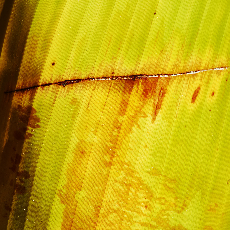 2019_10_15_banana_02