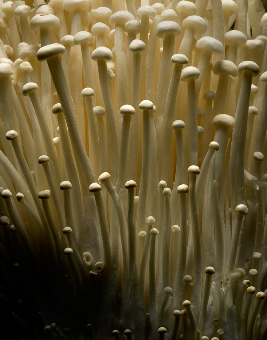 enoki mushroom detail