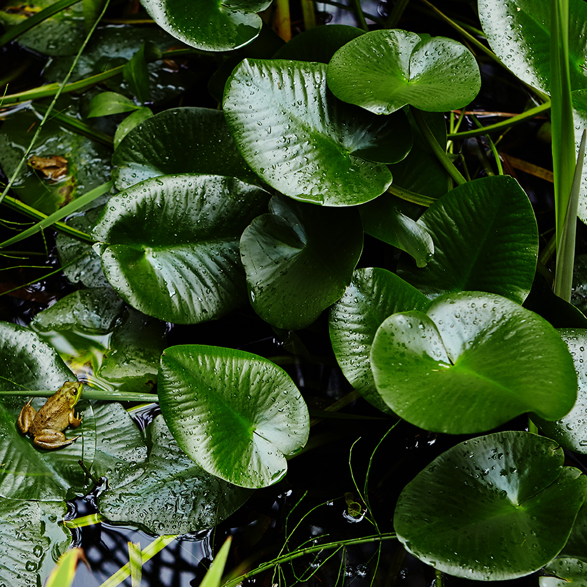 green frogs on green lilly pads