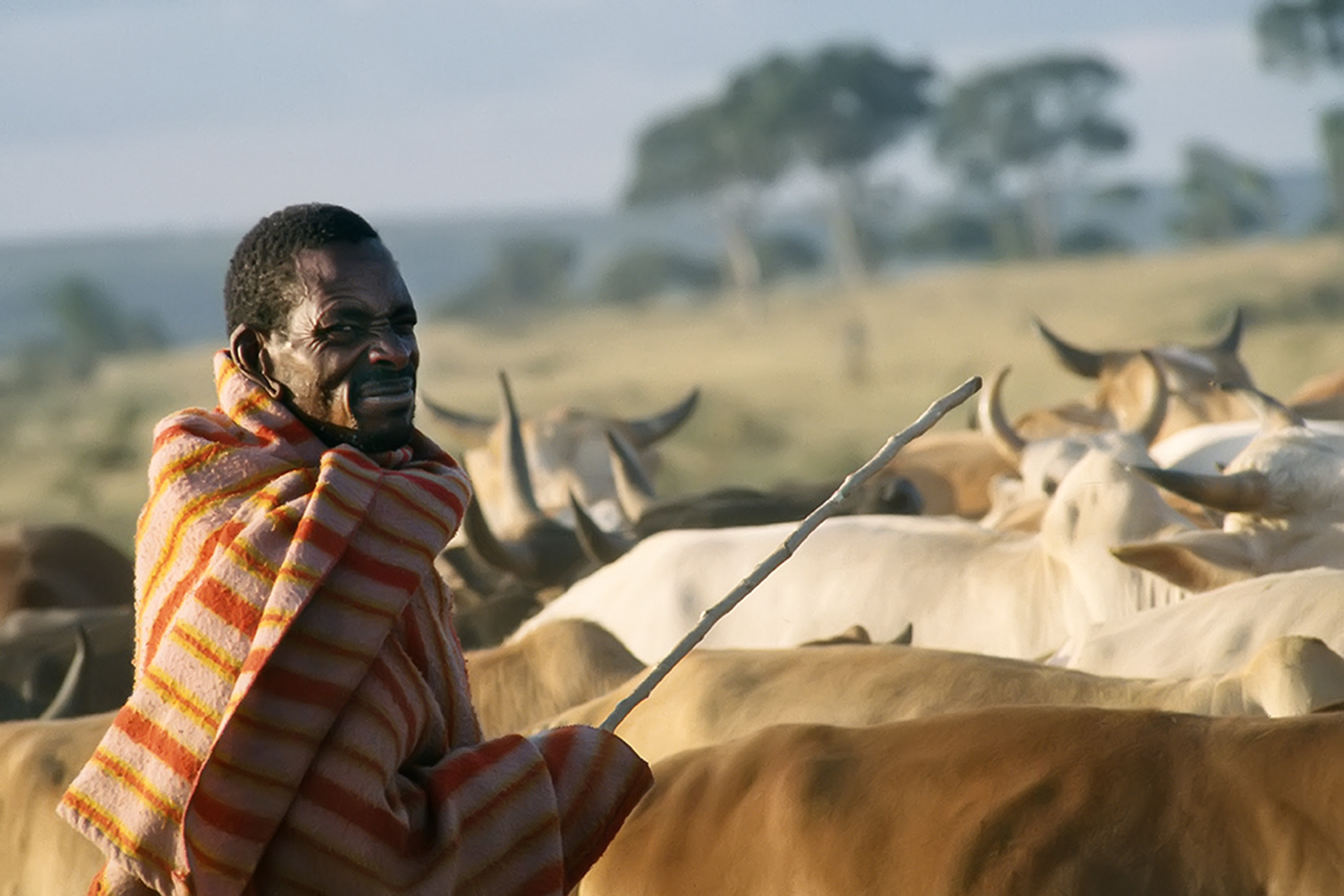 maasai_man_cows_folio