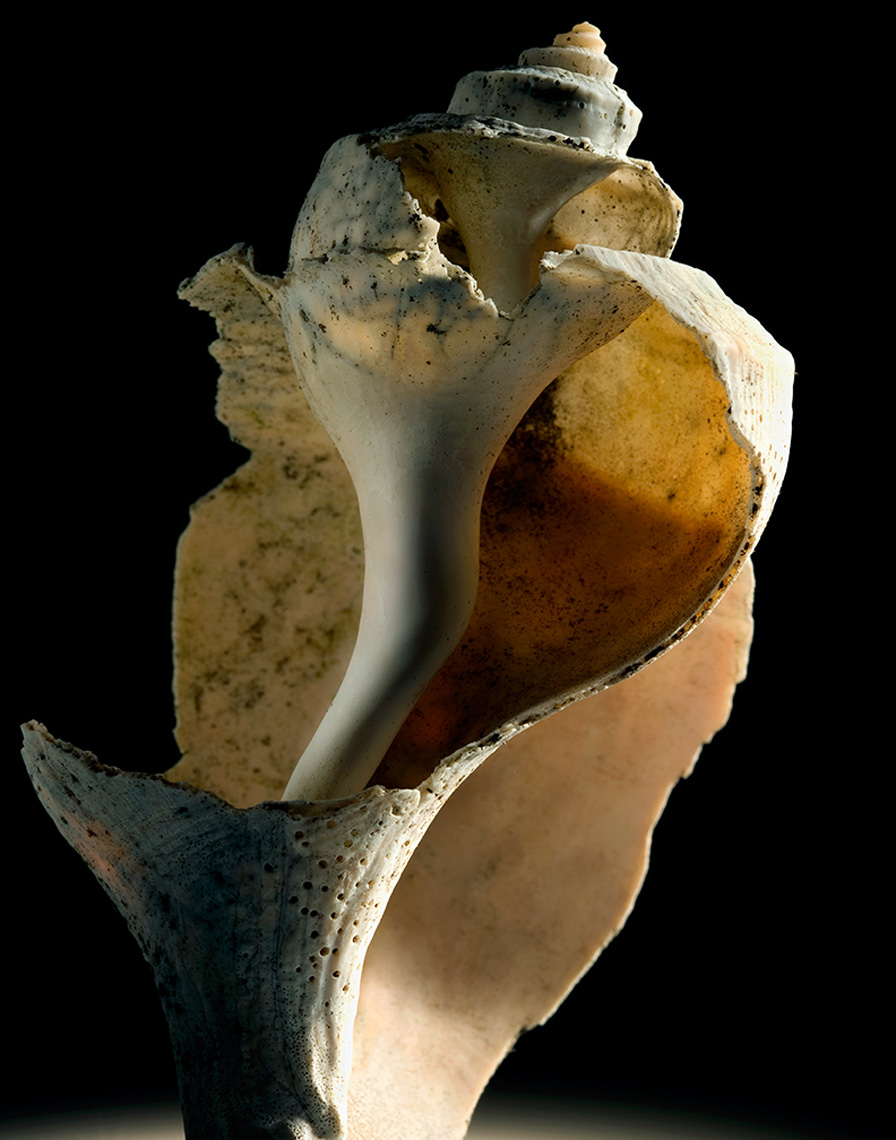 conch seashell detail