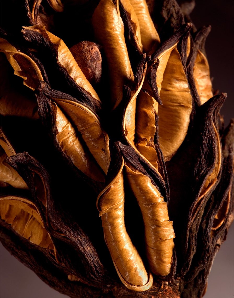 magnolia seedpod detail