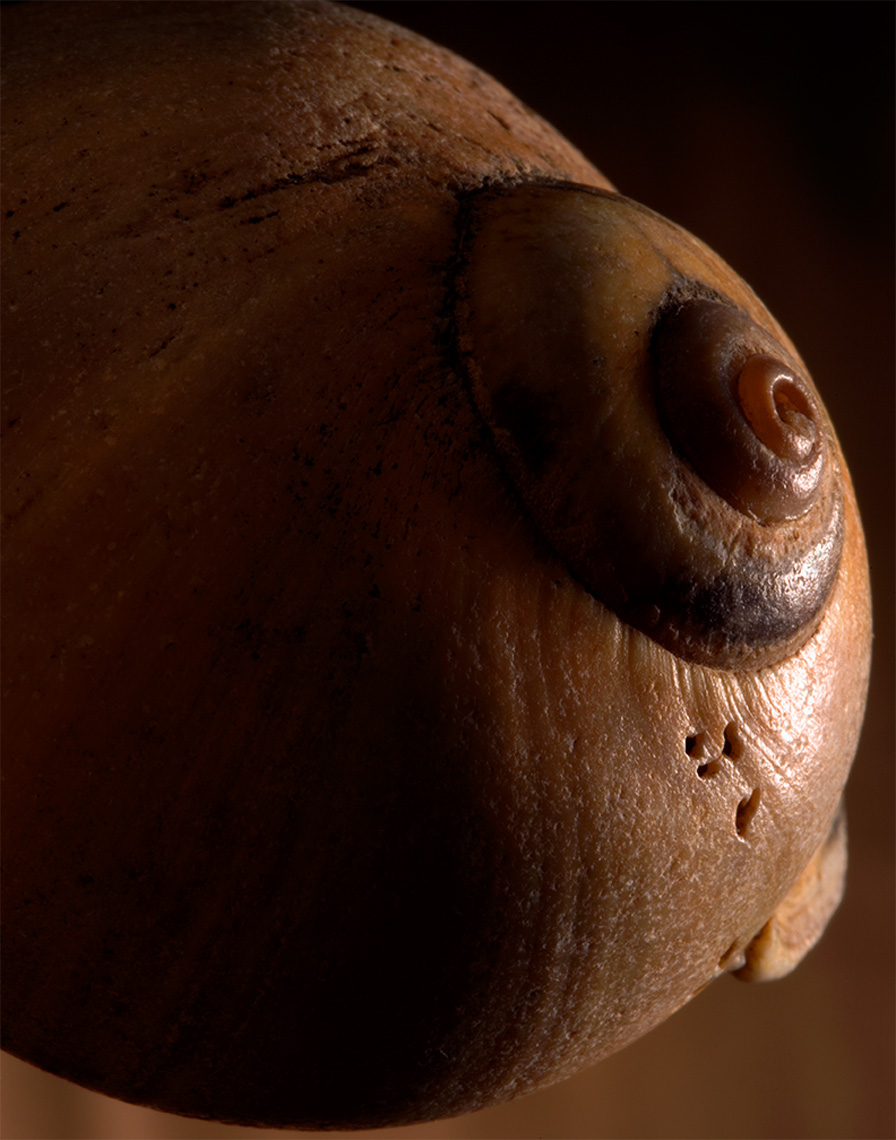 snail shell detail