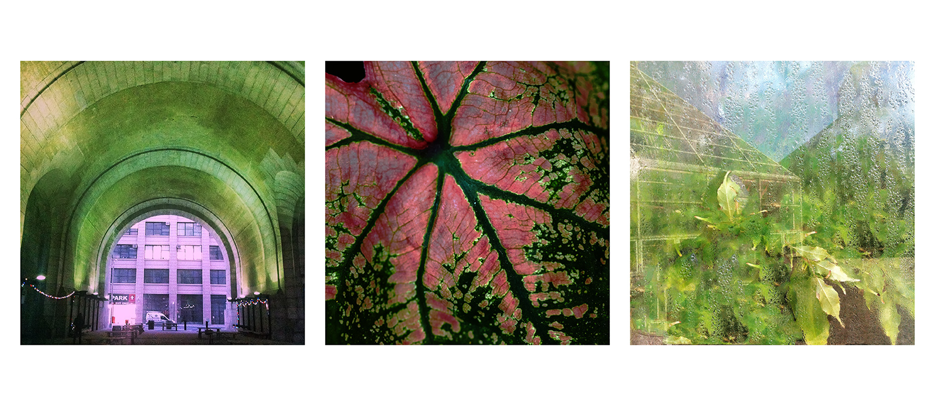 t0068a_leaf