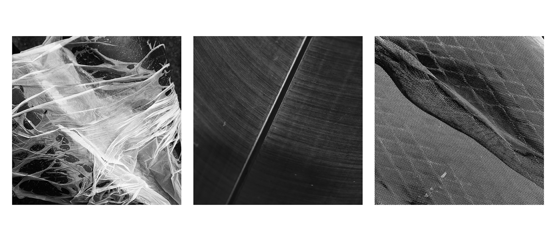 t113_palm_detail