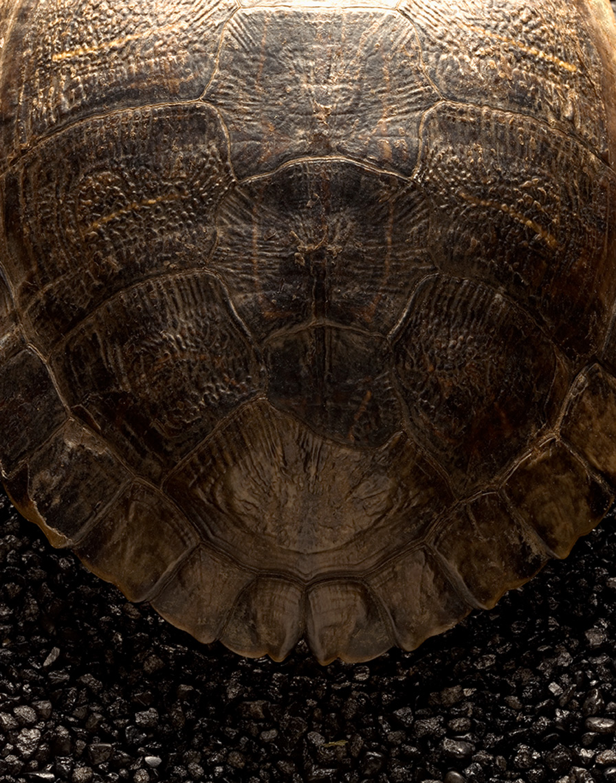 turtle shell with black rocks